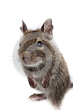 Common Degu, Brush-Tailed Rat, Octodon degus