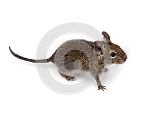 Common Degu, Brush-Tailed Rat, Octodon degus