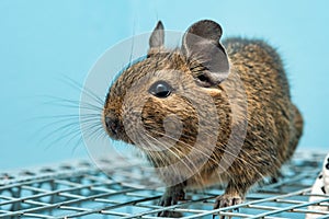 The common degu is a small hystricomorpha rodent endemic from Chile.