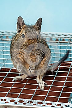 The common degu is a small hystricomorpha rodent endemic from Chile.