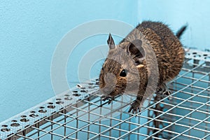 The common degu is a small hystricomorpha rodent endemic from Chile.