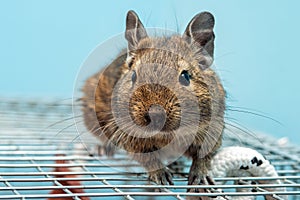 The common degu is a small hystricomorpha rodent endemic from Chile.