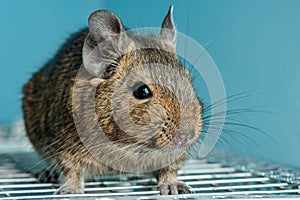 The common degu is a small hystricomorpha rodent endemic from Chile.