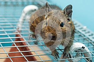 The common degu is a small hystricomorpha rodent endemic from Chile.