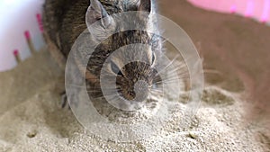 Common degu squirrel eating nuts on a sand
