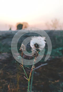 Common dandelions flower