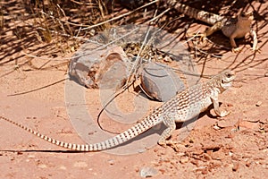 Common Desert Iguana