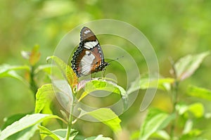 Common diadem butterfly (Hypolimnas Misippus)