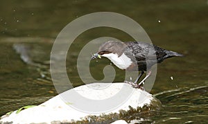 Common dipper.