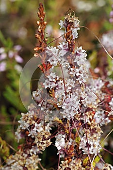 Common Dodder