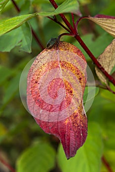 Common dogwood autumn red leaf colour with a green shield bug insect