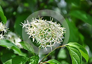 Common dogwood (Cornus sanguinea) photo