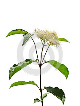 Common dogwood (Cornus sanguinea) photo