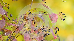 Common dogwood (Cornus sanguinea) with black berries and red leaves