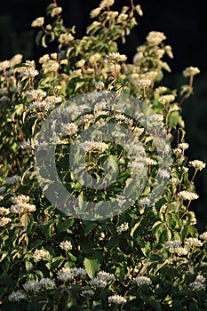 Common dogwood flowering