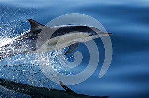 COMMON DOLPHIN 1 of 4