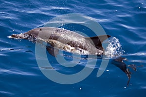 Common Dolphin