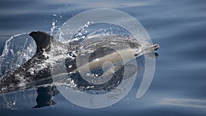 Common Dolphin