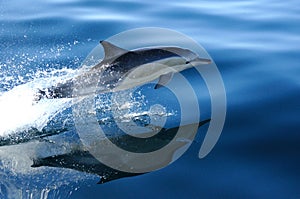 COMMON DOLPHIN 3 of 4