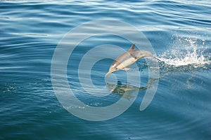 Common Dolphin