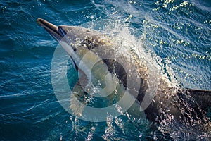 Common Dolphin Bow Riding Whale Watching Boat