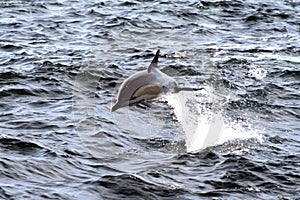 COMMON DOLPHIN BREACHING