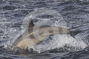Common Dolphin breaching in the ocean