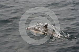 Common Dolphin (Delphinus delphis)