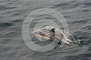 Common Dolphin Delphinus delphis 3
