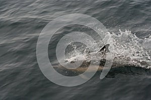 Common Dolphin Delphinus delphis 4
