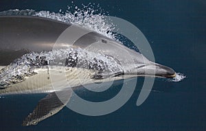 Společný delfín (delfín) 