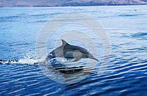 Common Dolphin, delphinus delphis, Adult Leaping, Mexico