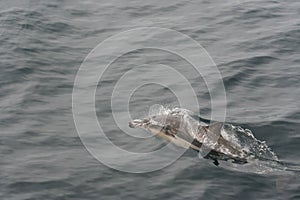 Common Dolphin Delphinus delphis 1 photo