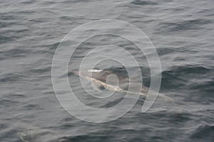 Common Dolphin Delphinus delphis 2 photo