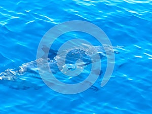 Common dolphin delphinus delphis swimming in deep blue see