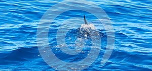Common dolphin delphinus delphis swimming in deep blue see