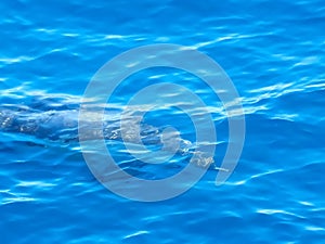 Common dolphin delphinus delphis swimming in deep blue see