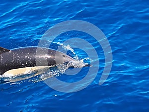 Common dolphin delphinus delphis swimming in deep blue see