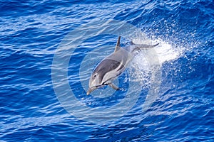Common Dolphin flying through the air in the Bay of Biscay, Atlantic photo