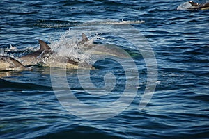 Common Dolphin Group
