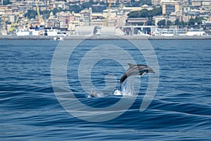 Common dolphin jumping outside the ocean