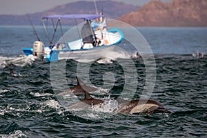 Common dolphin jumping outside the ocean