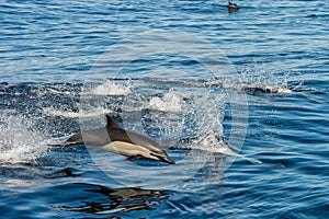 Common dolphin jumping outside the ocean