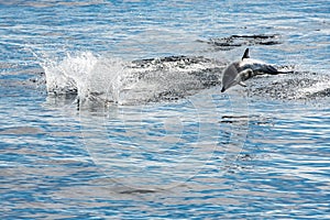 Common dolphin jumping outside the ocean