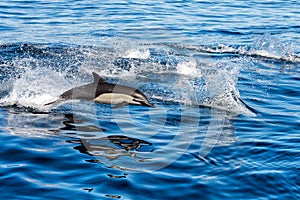 Common dolphin jumping outside the ocean