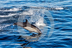 Common dolphin jumping outside the ocean