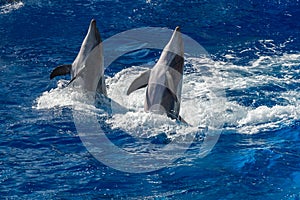 Common dolphin jumping outside the ocean
