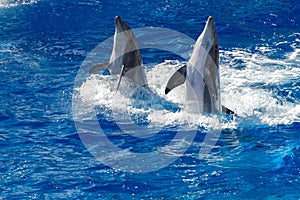 Common dolphin jumping outside the ocean