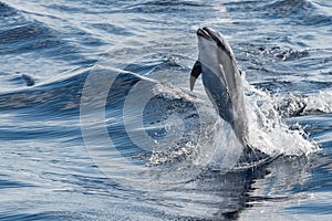Common dolphin jumping outside the ocean