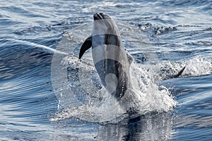 Common dolphin jumping outside the ocean